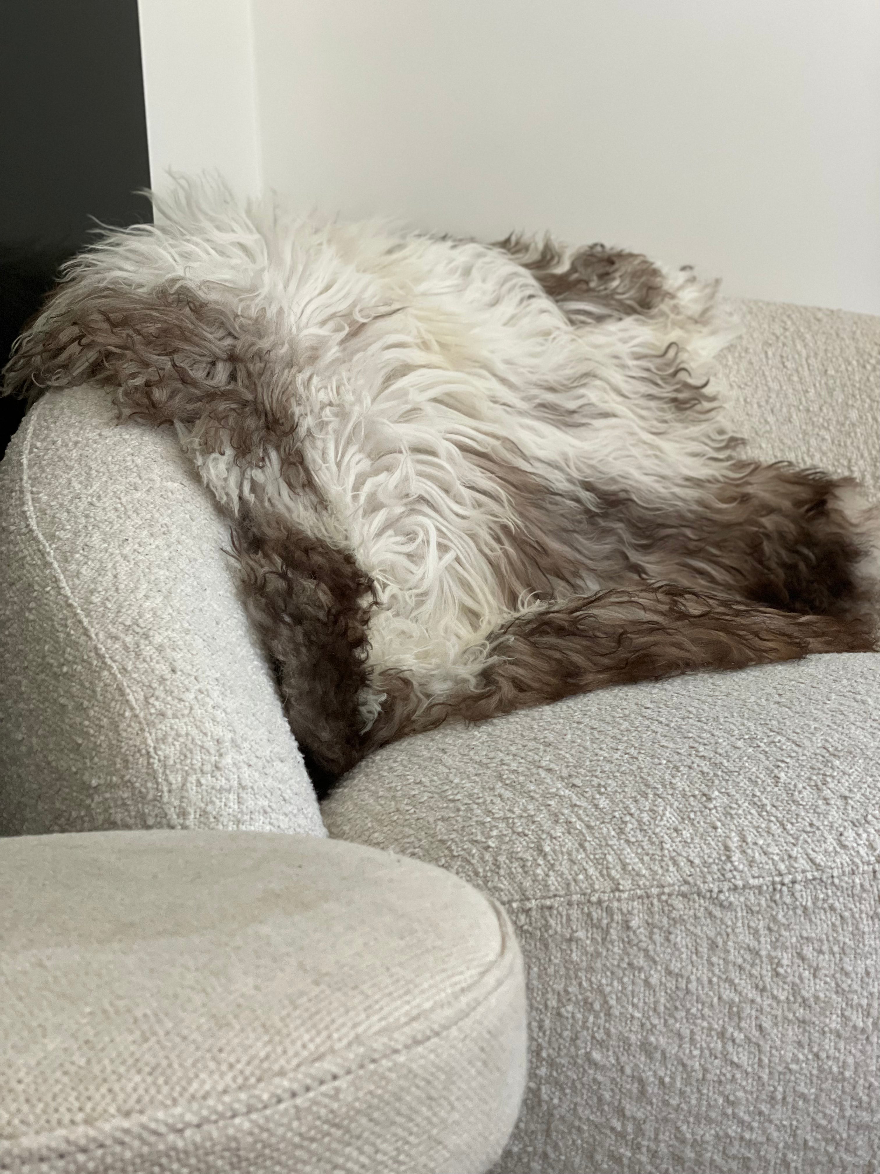 Bergschaap - Curly 1 - XL