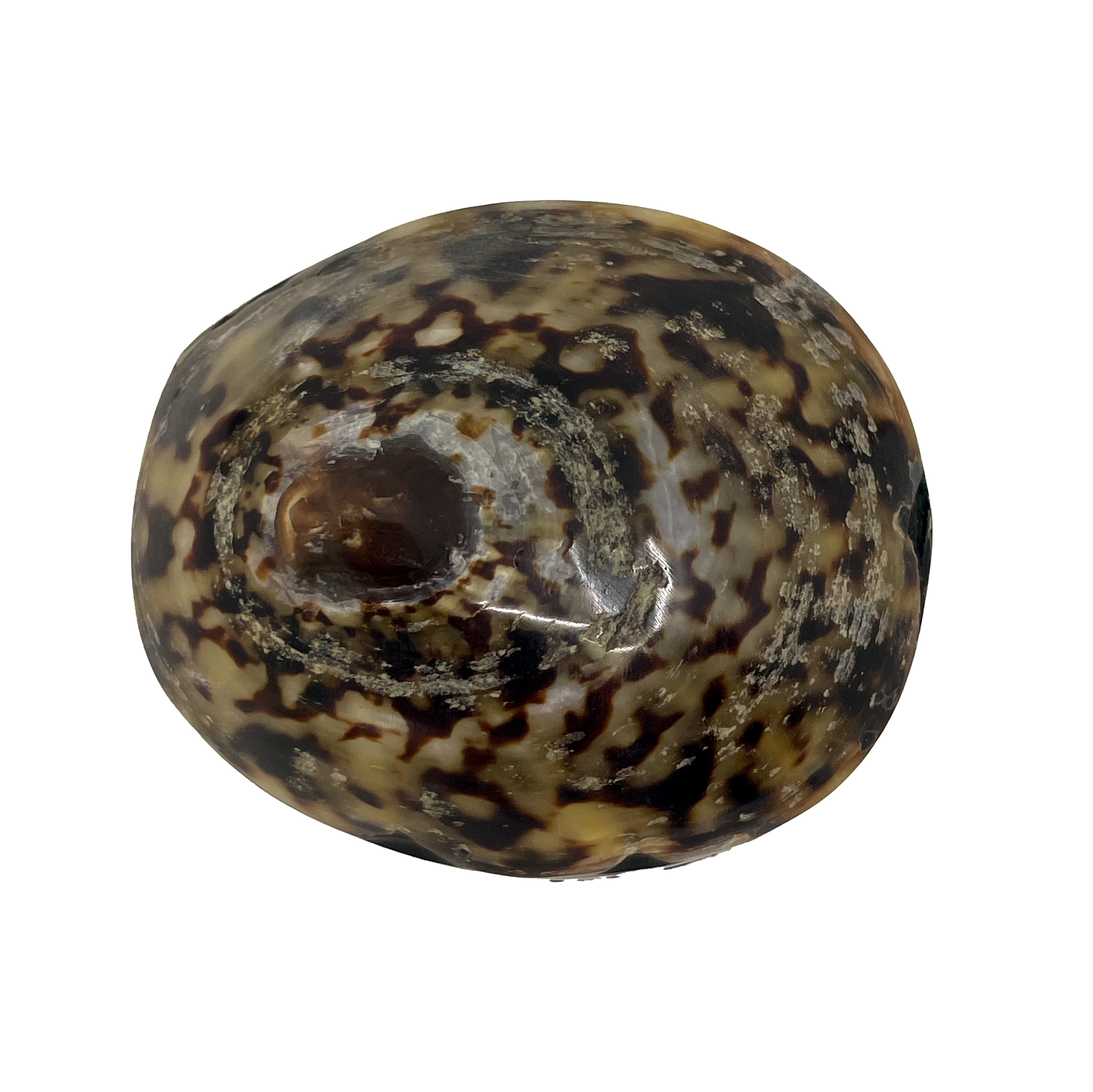Jewelry box seashell