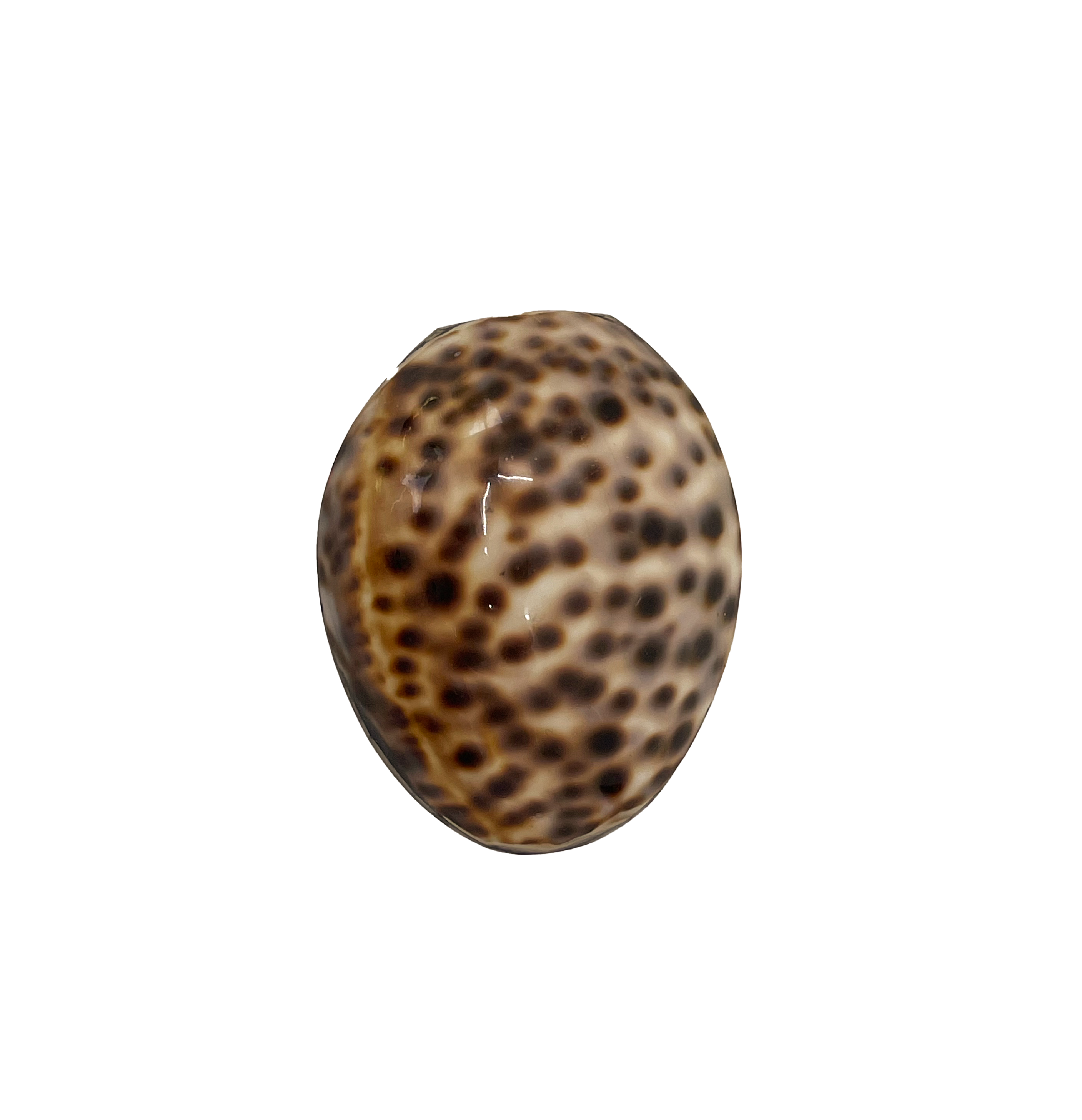 Jewelry box seashell