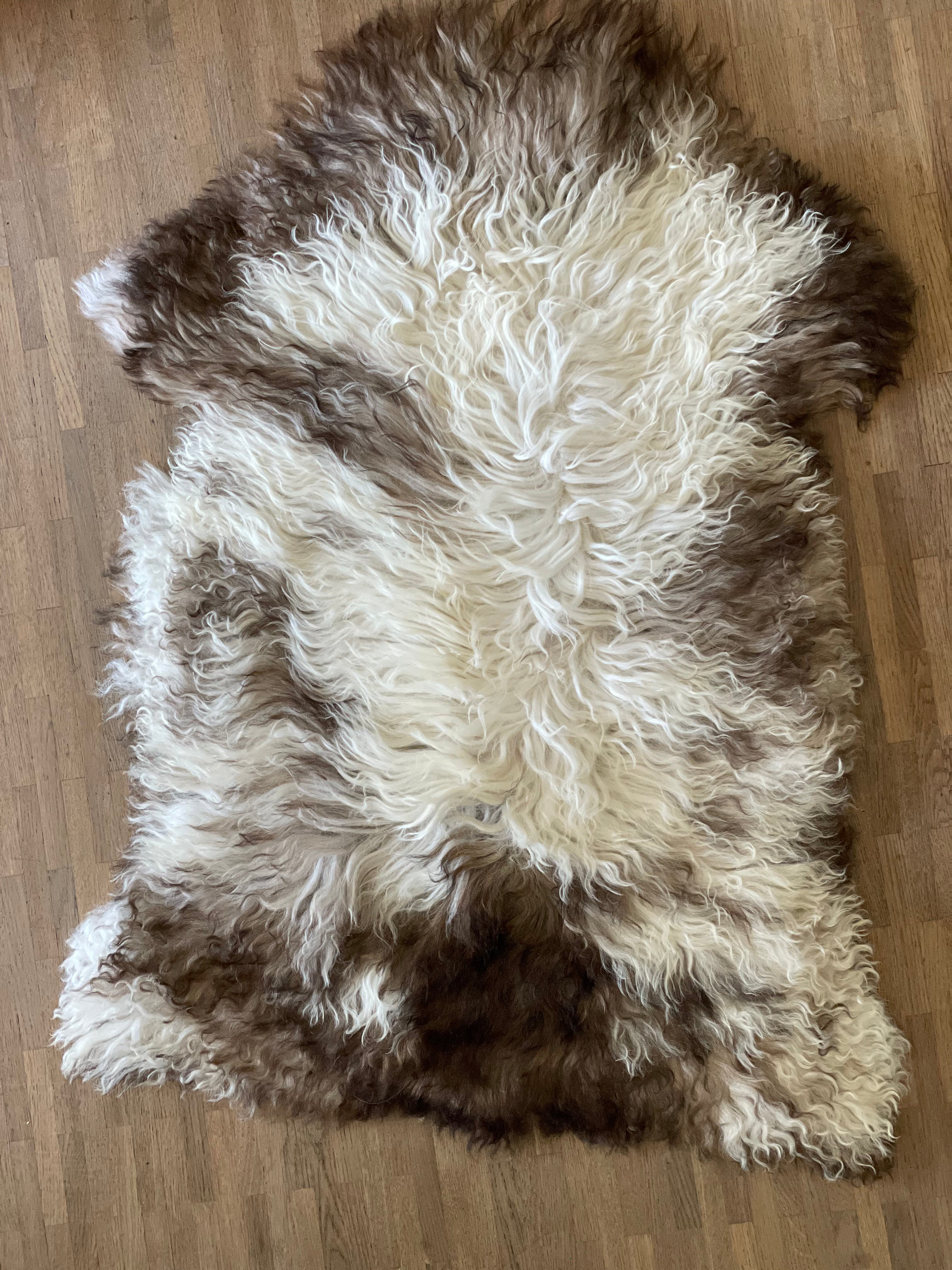 Bergschaap - Curly 1 - XL