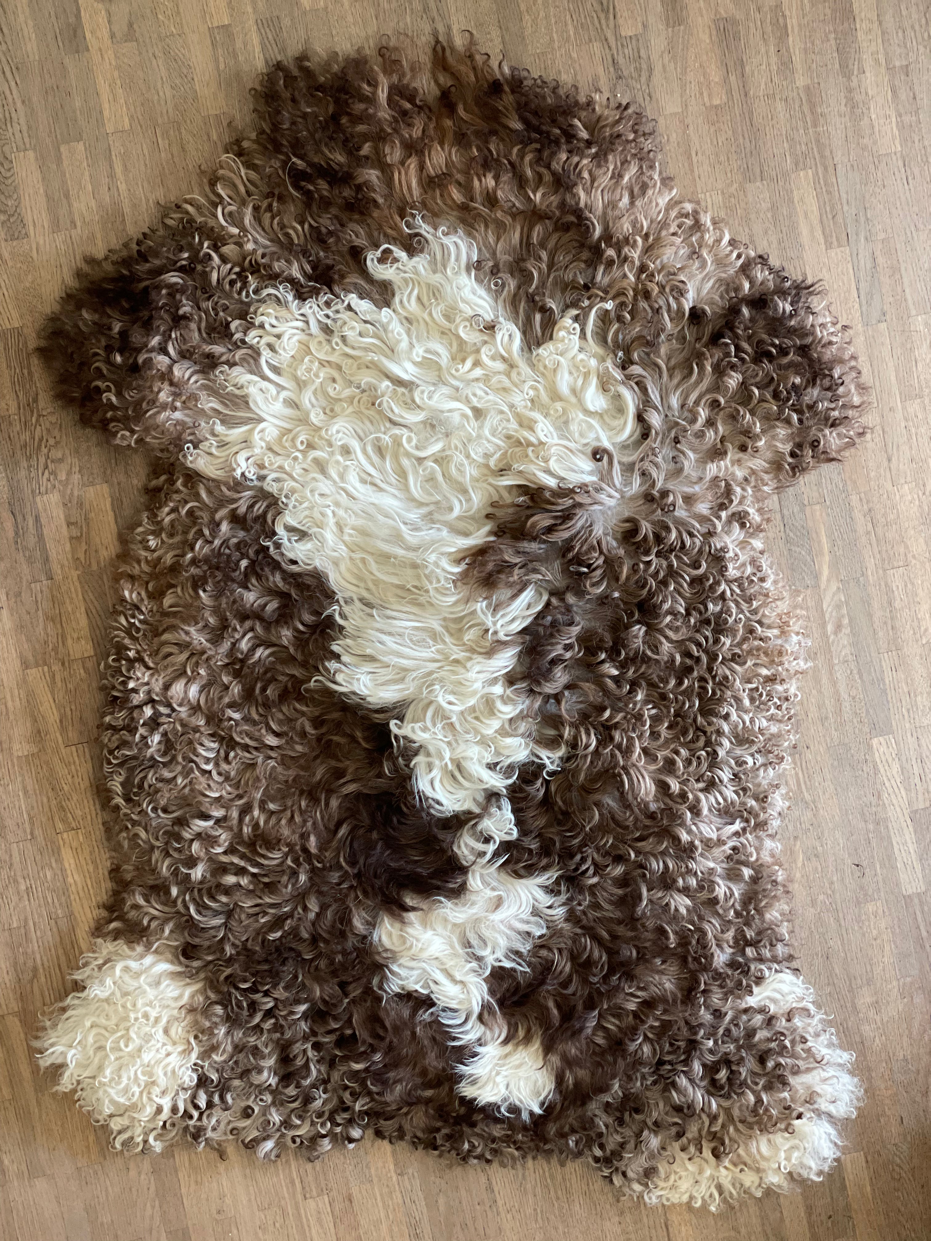 Bergschaap - Curly 2 - XL