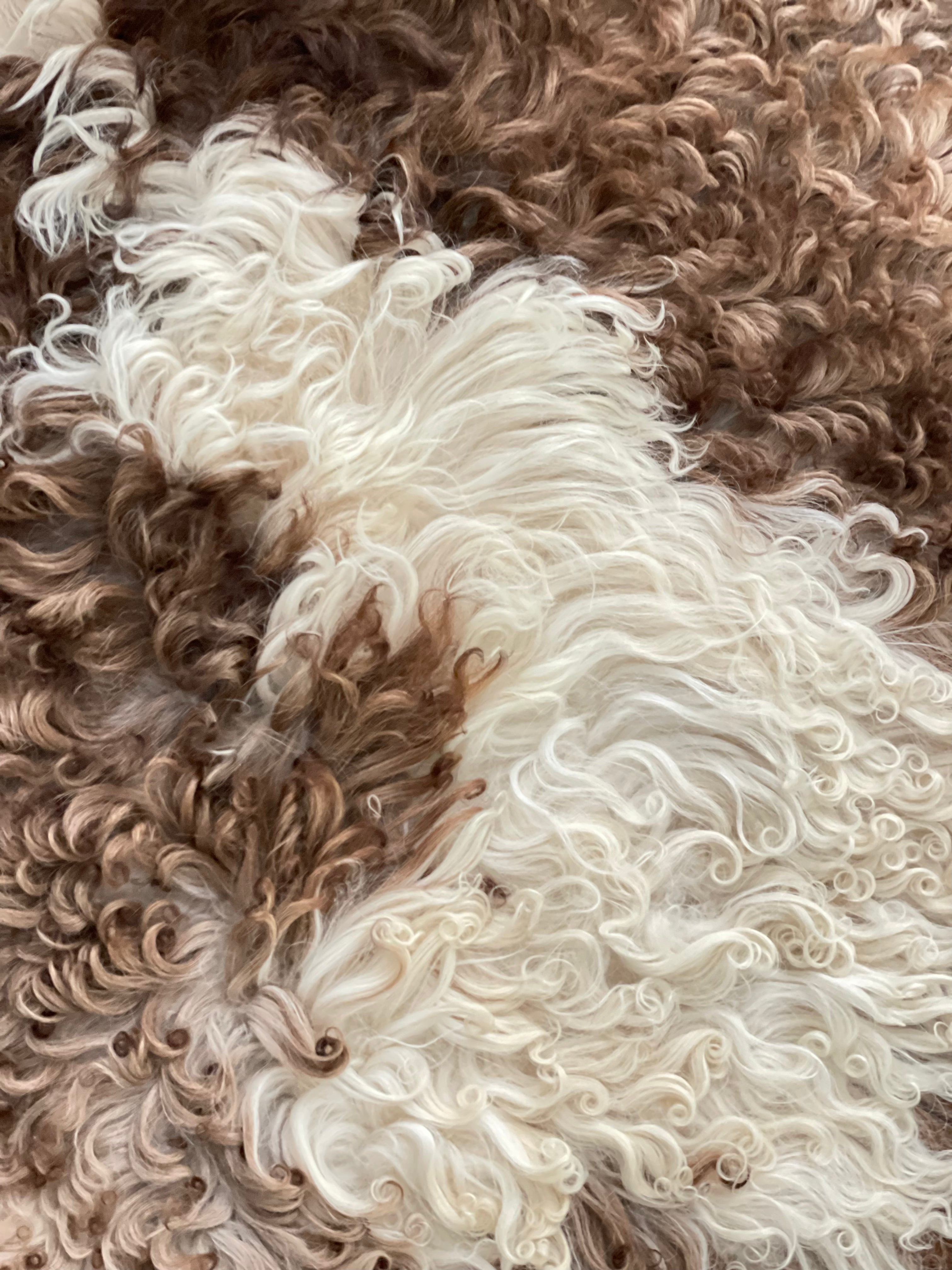 Bergschaap - Curly 2 - XL